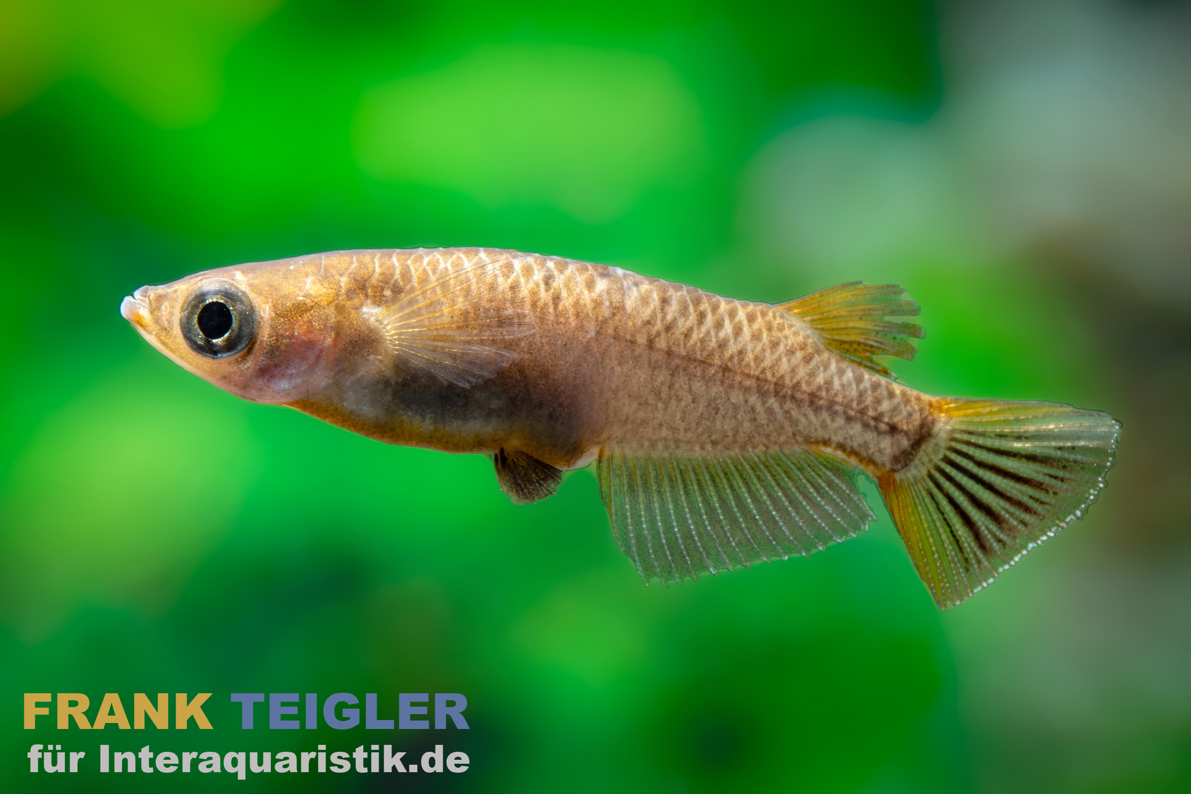 Schwarzer Medaka, Oryzias latipes Black